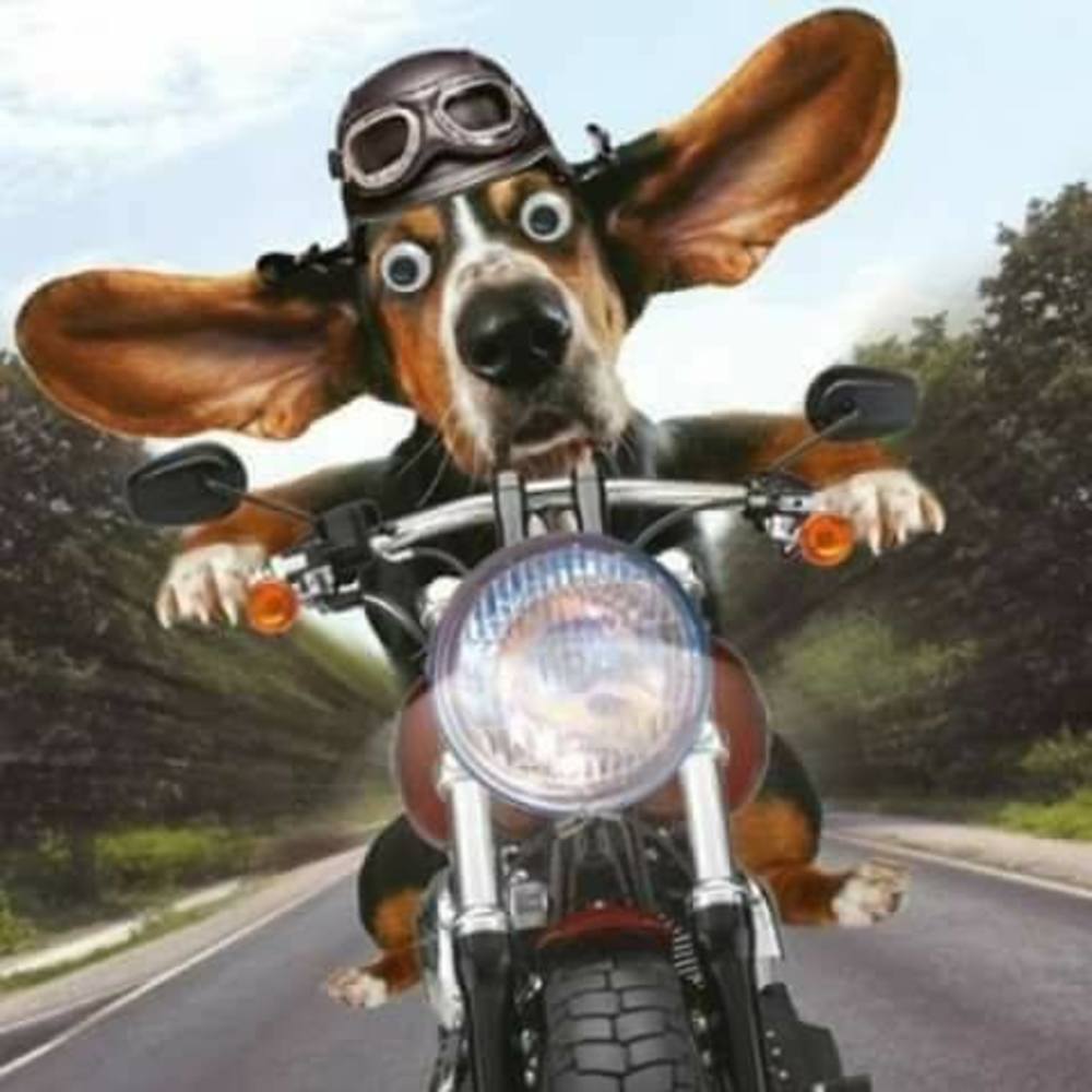 Meet your Posher, Rick